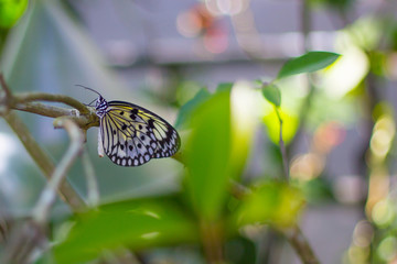 Butterfly on branch 