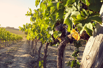 grape and vine vinegrape of sangiovese under sunlight in tuscany italy autumn summer 