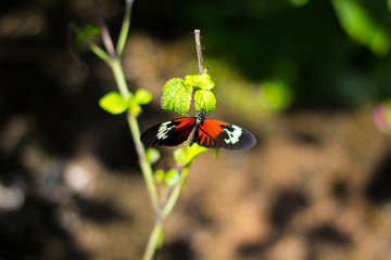 Butterfly on Branch 