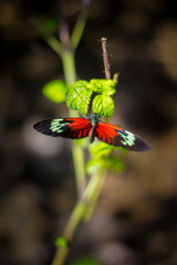 Butterfly on Branch 