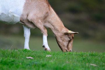 Verschiedene Ziegen auf einer Alm 