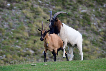 Verschiedene Ziegen auf einer Alm 