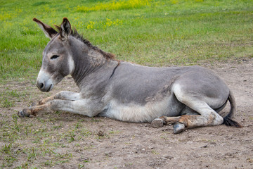 Grey Donkey laying down