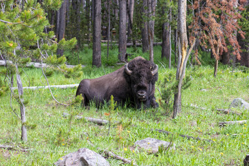 Wild Bison Laying down in Yellowstone National Park
