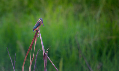 Kingfisher bird, standing on a branch with green background.