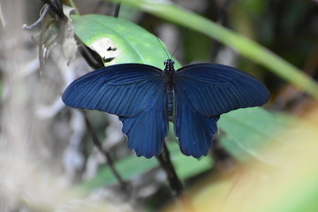 ナガサキアゲハ（台湾）