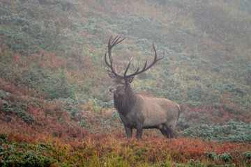 The rut of the red deer on the mountain on a foggy evening