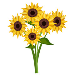 Obraz premium Sunflower isolated on white background, Vector Sunflower.