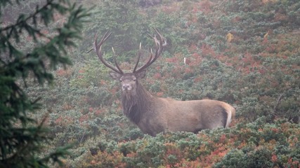 The rut of the red deer on the mountain on a foggy evening