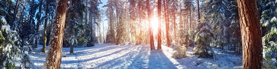 Pine trees covered with snow