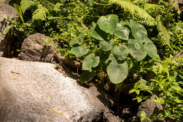 Fresh nature in the forest at Sao Miguel