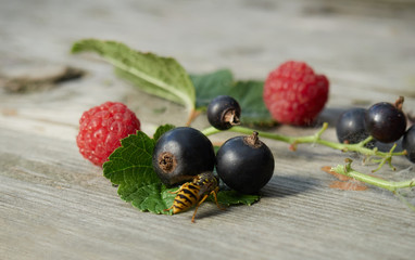 fresh sweet berries of black currant and wild raspberries on an old wooden background and a wasp next to it