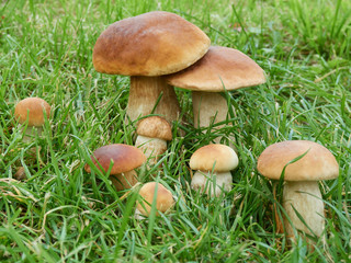 Beautiful bunch of fresh mushrooms among the grass in a sunny meadow