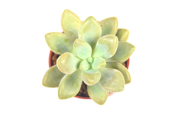 succulent or cactus isolate on white background