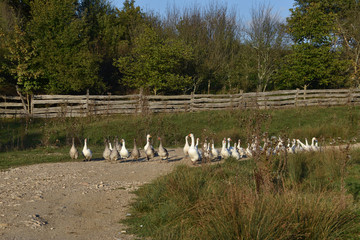 White and gray geese on a rural road against the background of an old wooden fence