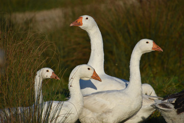 White geese grazing in a green meadow close-up