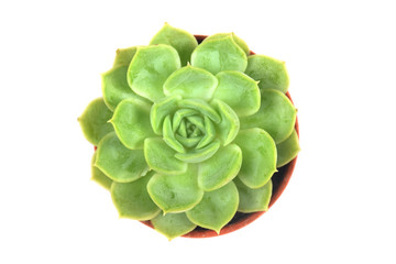 succulent or cactus isolate on white background