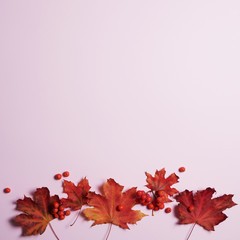 Autumn composition with copy space. Maple leaves and rowan berries on a beautiful pink paper background. Place for inscription. Flat lay, top view