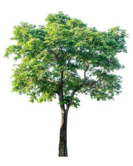 Obraz premium Large trees with edible fruits are completely separated from the white background.