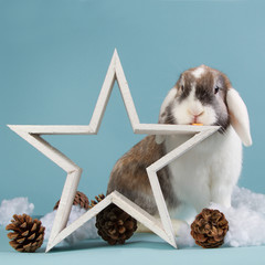 Mini lop bunny with a Christmas star