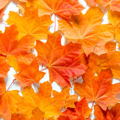 Naklejka na ściany i meble Yellow maple leaves lie on a white tree table. Background