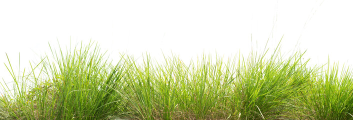 groen gras isoleren op witte achtergrond
