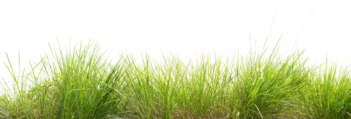 Printed kitchen splashbacks Grass green grass isolate on white background
