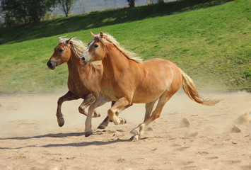 mountain Austrian breed of horses, golden horses with a white mane run play together,