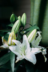 lilies lily