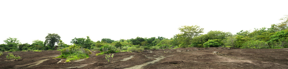 panorama tree forest on mountain rock isolate on white background