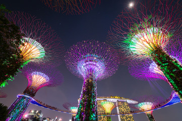beautiful of colorful light show on Supertrees at Gardens by the Bay near Marina Bay in Singapore.