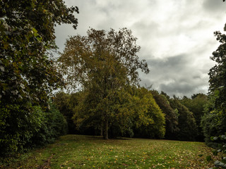 Obraz premium OLYMPUS DIGITAL CAMERA - THE TREE