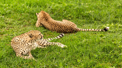 Fototapeta na wymiar Close Cheetahs