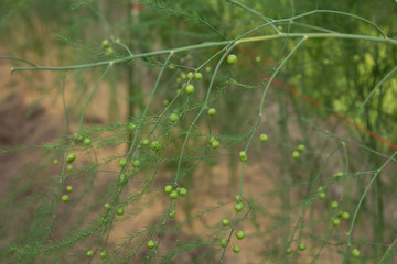 Asparagus seeds