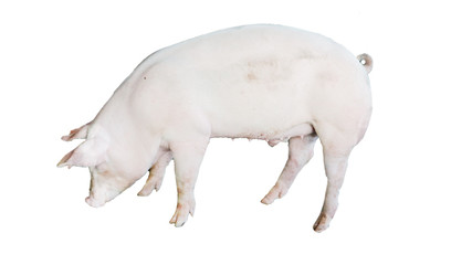  One white pig standing on a white ground