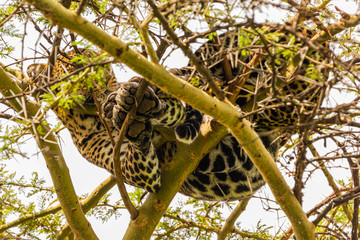 Sleeping Leopard