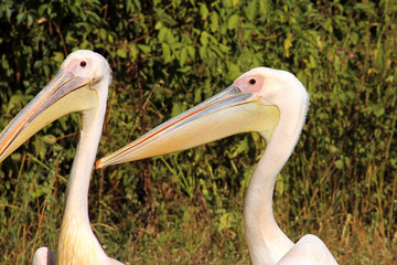 Pelecanus. Pelicans on the background of trees. Sea bird