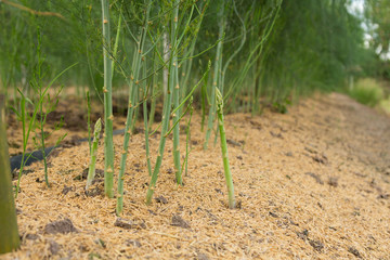  Asparagus in the harvest season