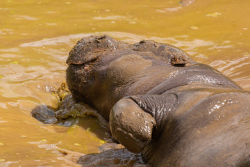 Wallowing Hippo portrait