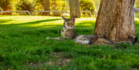 surprised expression of adorable vat laying under tree in park outdoor green grass meadow scenic natural environment
