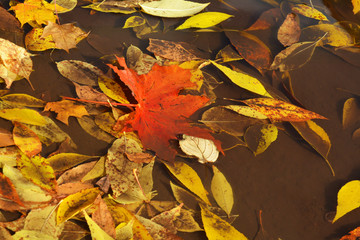 Autumn abstract background. Leaves in a puddle. Autumn fall red, yellow, orange, brown leaves.  autumn foliage fall leaves. Design concept for seasonal holiday card.
