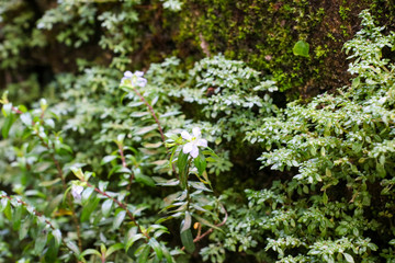 flowers in the garden