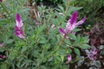 屋外に咲いた紫のケイトウの花