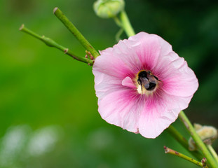 A large bumble bee inside a bright pink holly hock flower