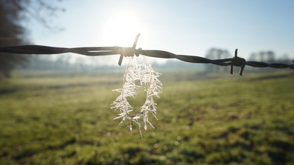 Eiskristalle am Stacheldraht