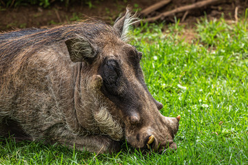 Warthog portrait