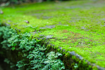 moss on green background