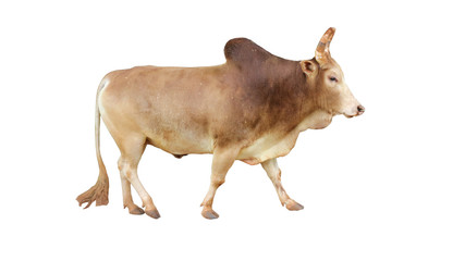 Cows Standing on a white background   