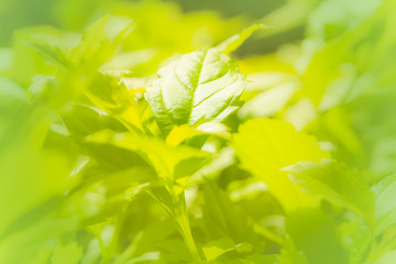 Green leaf edge blur background