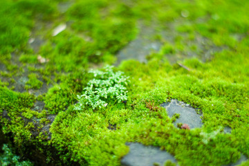Obraz premium moss on green background